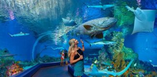 Aquarium Names, Best Aquarium Brand Names Ideas