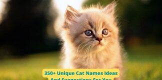 350+ Unique Cat Names Ideas And Suggestions For You