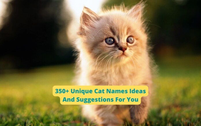 350+ Unique Cat Names Ideas And Suggestions For You