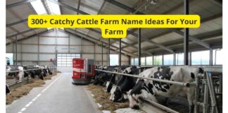300+ Catchy Cattle Farm Name Ideas