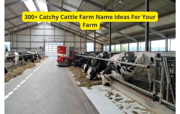 300+ Catchy Cattle Farm Name Ideas